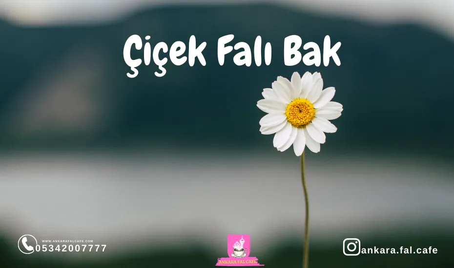 Çiçek falı bakımında çiçek yapraklarının kullanımı